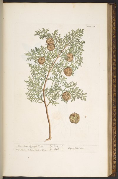 Tallerken 127, fra 