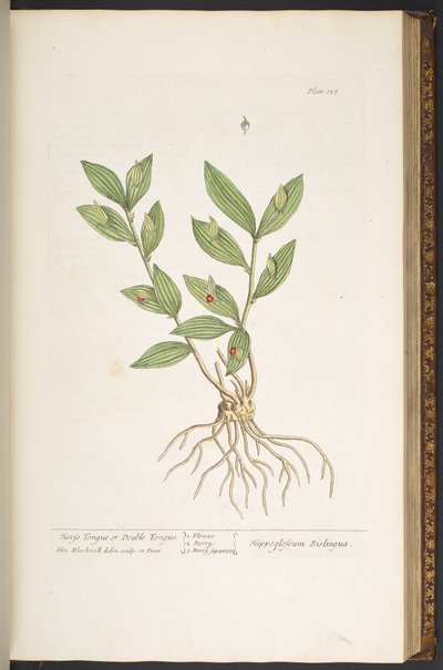 Tallerken 128, fra 