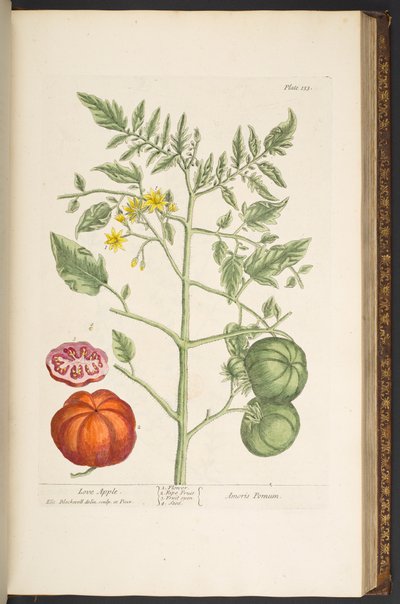 Tallerken 133, fra 