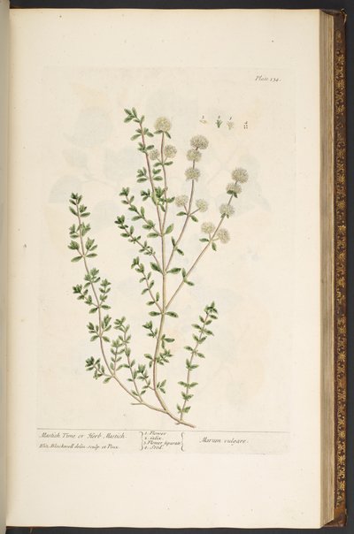 Tallerken 134, fra 