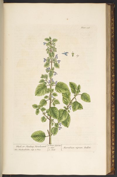 Tallerken 136, fra 
