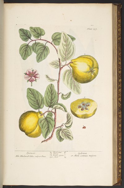 Tallerken 137, fra 