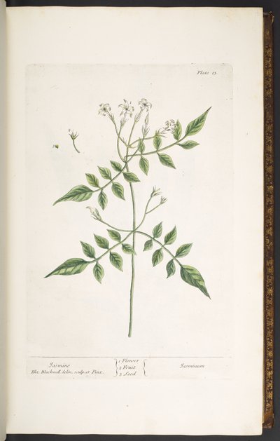 Tallerken 13, Jasmine, fra 
