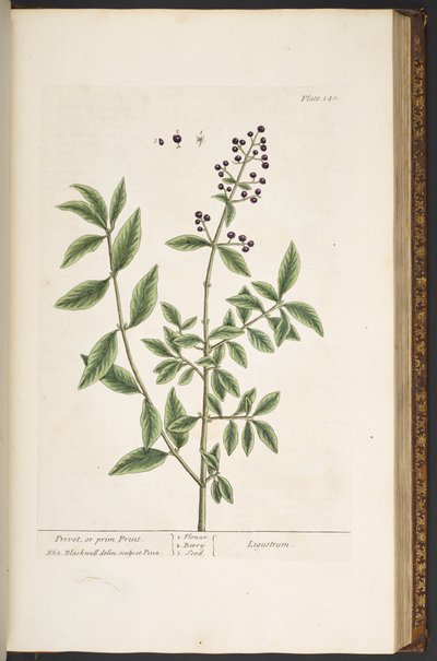 Tallerken 140, fra 