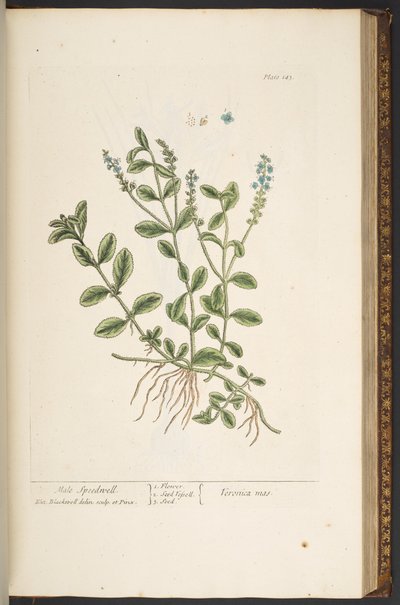 Tallerken 143, fra 
