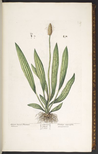 Tallerken 14, smalbladet plantain, fra 