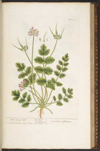 Tallerken 150, fra 