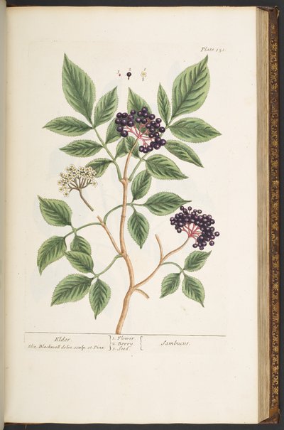 Tallerken 151, fra 
