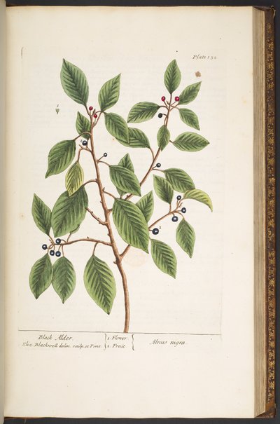 Tallerken 152, fra 