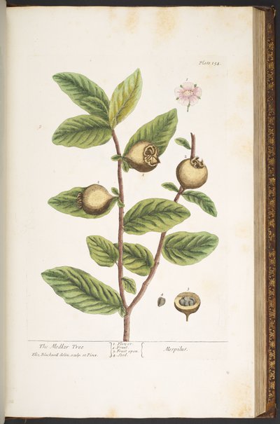 Tallerken 154, fra 