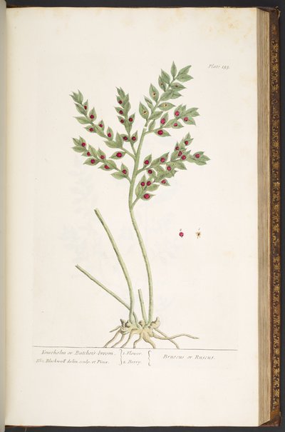 Tallerken 155, fra 