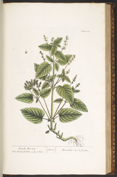 Tallerken 162, fra 