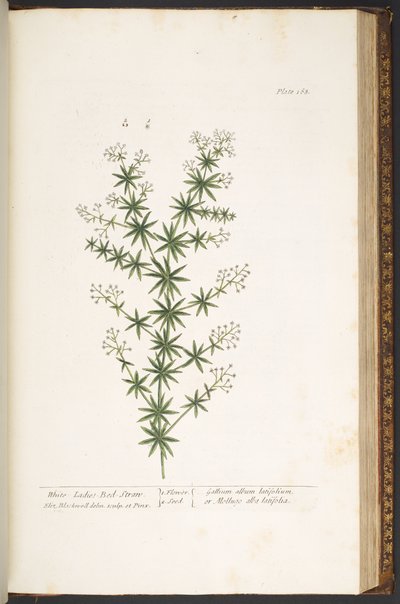 Tallerken 168, fra 