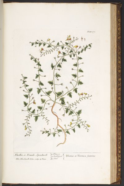 Tallerken 170, fra 