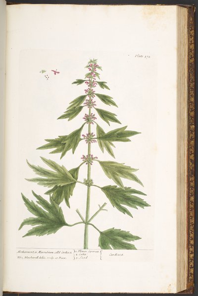 Tallerken 171, fra 
