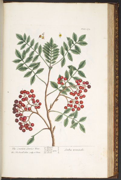 Tallerken 173, fra 