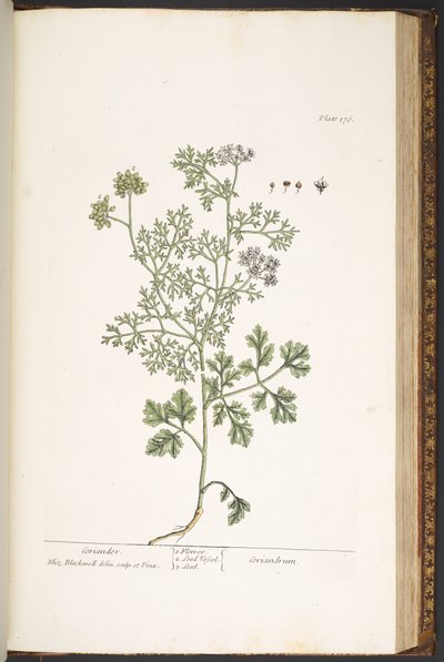 Tallerken 176, fra 
