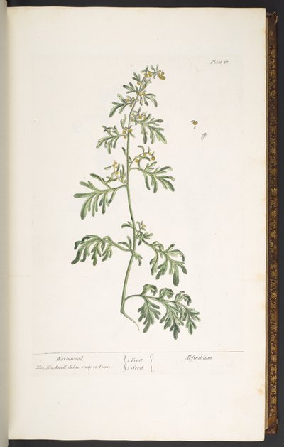 Tallerken 17, Malurt, fra 