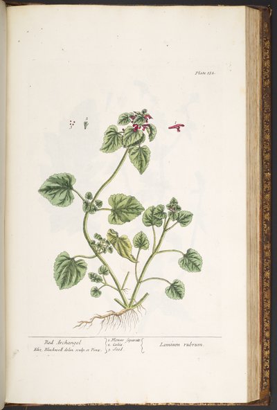 Tallerken 182, fra 