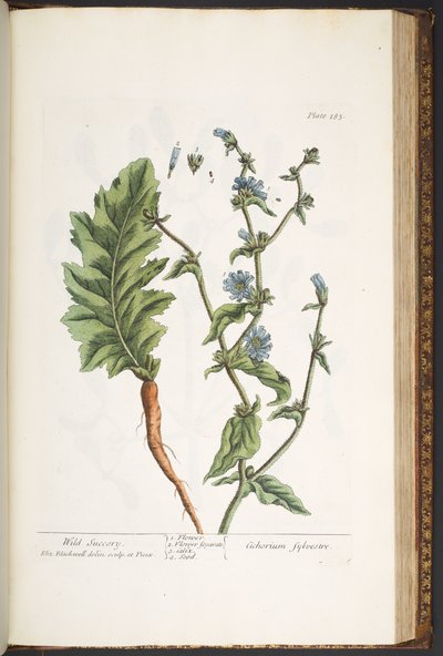 Tallerken 183, fra 