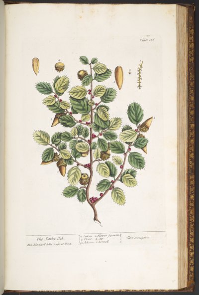 Tallerken 186, fra 