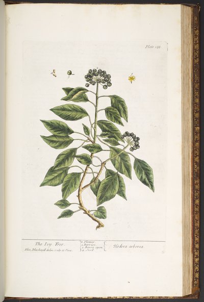 Tallerken 188, fra 