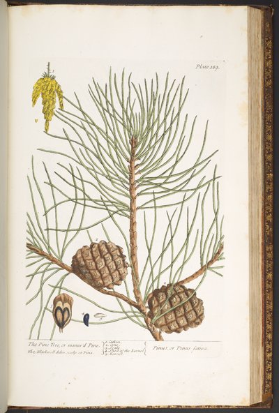 Tallerken 189, fra 