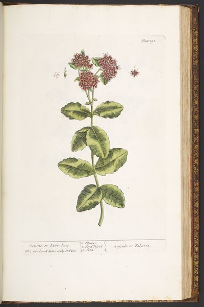 Tallerken 191, Orpine, eller Lev længe, fra 
