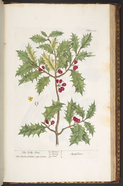 Tallerken 205, fra 