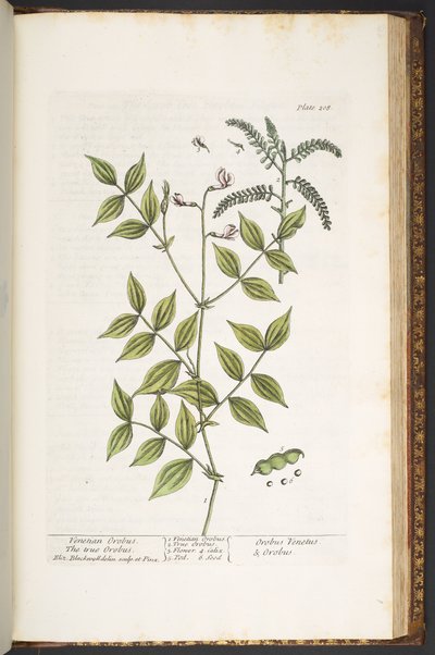 Tallerken 208, fra 