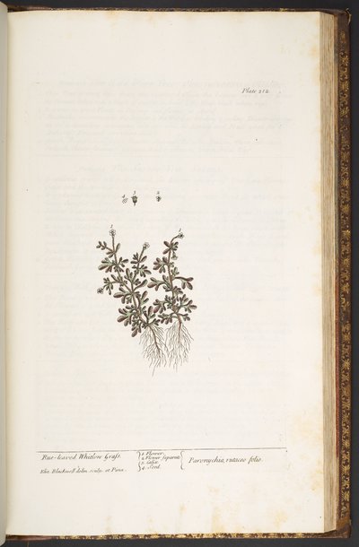 Tallerken 212, fra 
