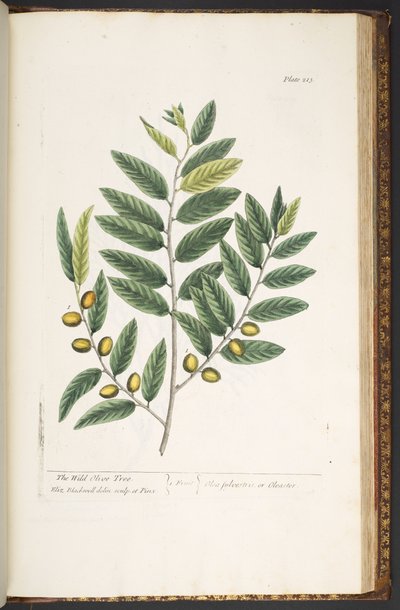Tallerken 213, fra 