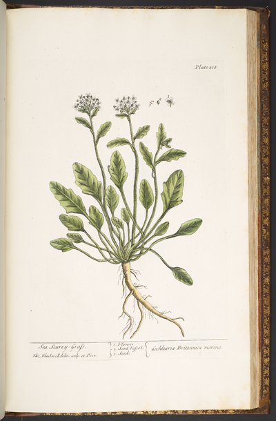 Tallerken 218, fra 