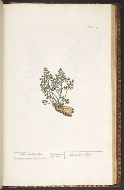 Tallerken 219, fra 