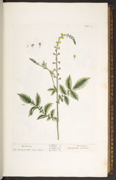 Tallerken 21, Agrimony, fra 