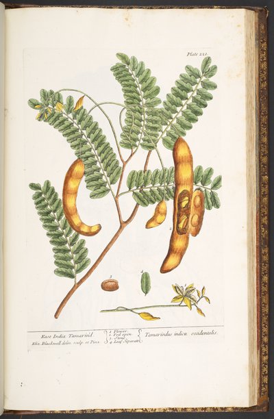 Tallerken 221, fra 