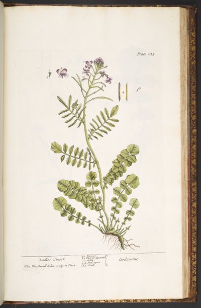 Tallerken 223, fra 