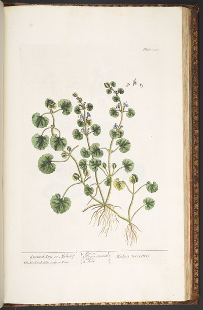 Tallerken 225, fra 