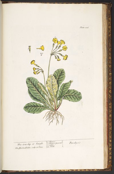 Tallerken 226, fra 