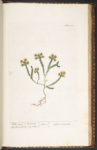 Tallerken 232, fra 