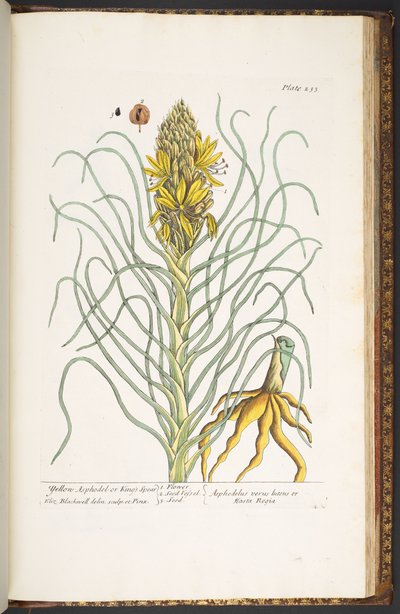 Tallerken 233, fra 