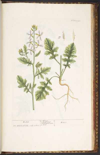 Tallerken 242, fra 