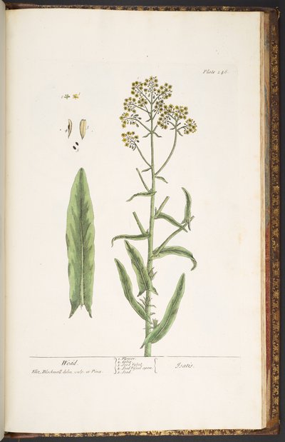 Tallerken 246, Wodd, fra 