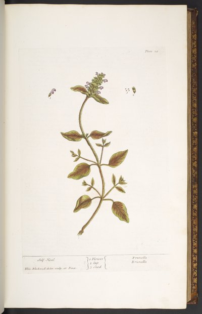 Tallerken 24, Self Heal, fra 