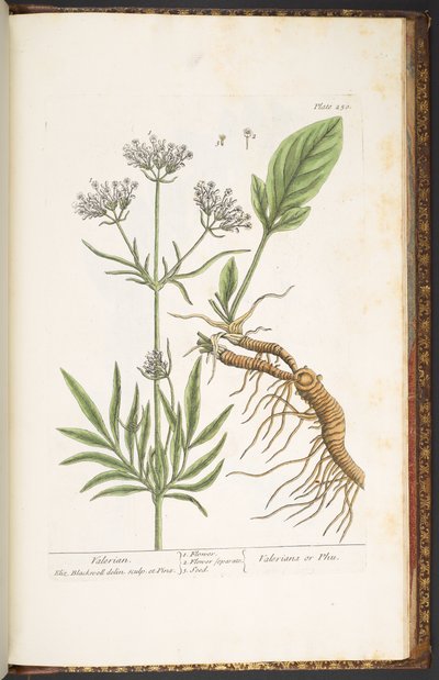 Tallerken 250, Baldrian, fra 