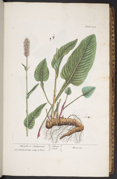 Tallerken 254, fra 