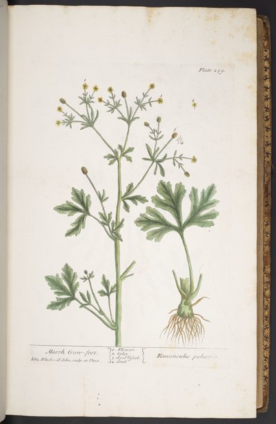 Tallerken 259, fra 