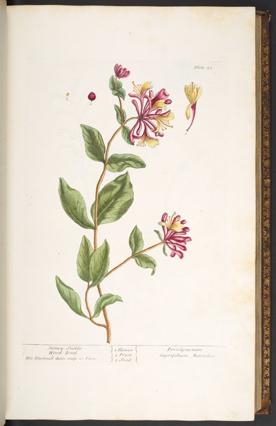 Tallerken 25, Honeysuckle Wood Blind, fra 