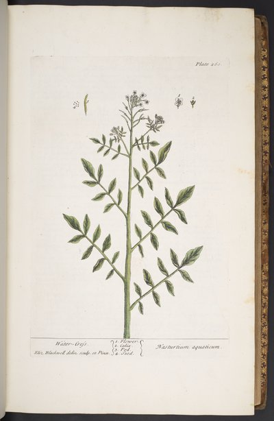 Tallerken 260, fra 