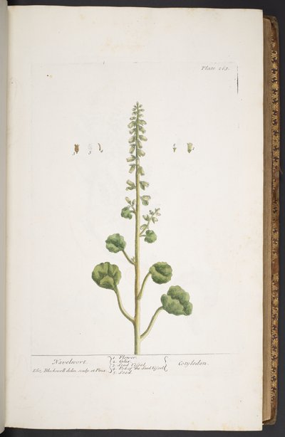 Tallerken 263, fra 